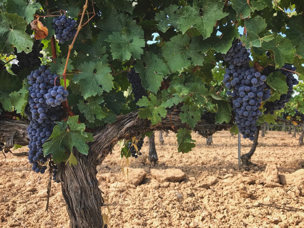 JoyLoveWanders's tweet photo. WanderStory x Barcelona: Countryside, Caves &amp; Cava https://t.co/WYQJWF1PHr https://t.co/ZDtMt4s4M3