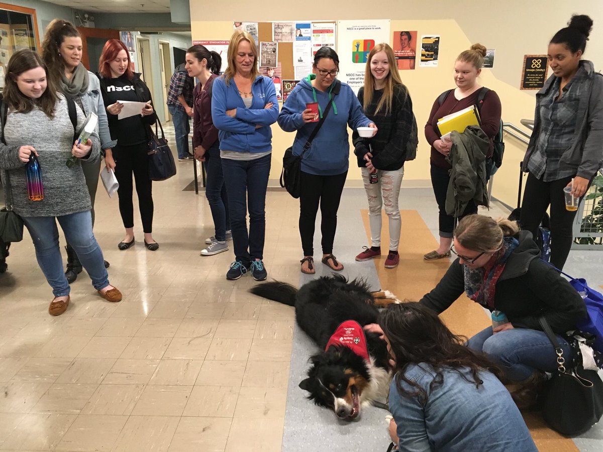 NSCCpictou's tweet photo. WELCOME MURPHY/GRACIE!
Health & Wellness Committee initiative we now have a St. John Ambulance Therapy Dog @NSCCpictou #welcomeMurphy https://t.co/sbo1yQyD2r