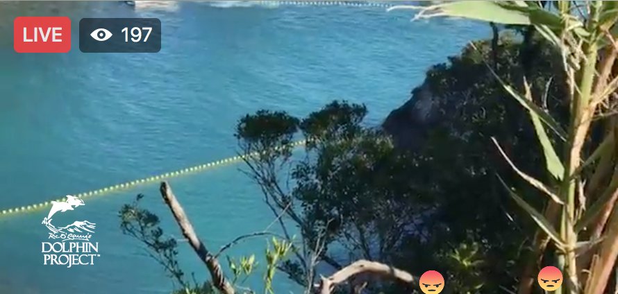 Dolphin_Project's tweet photo. Taiji: @Dolphin_Project is LIVE at #TheCove as a pod of bottlenose dolphins is being driven in. Watch on Facebook. #DolphinProject 11-02-17 https://t.co/pM32Zt6W9Y