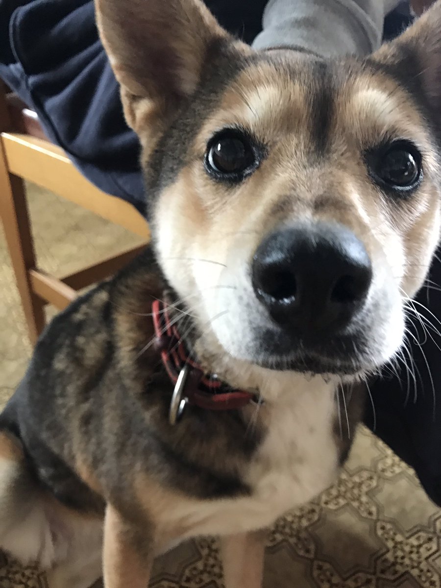 n2828na's tweet photo. 犬の日。🐕🐸 https://t.co/X4TRGsreer