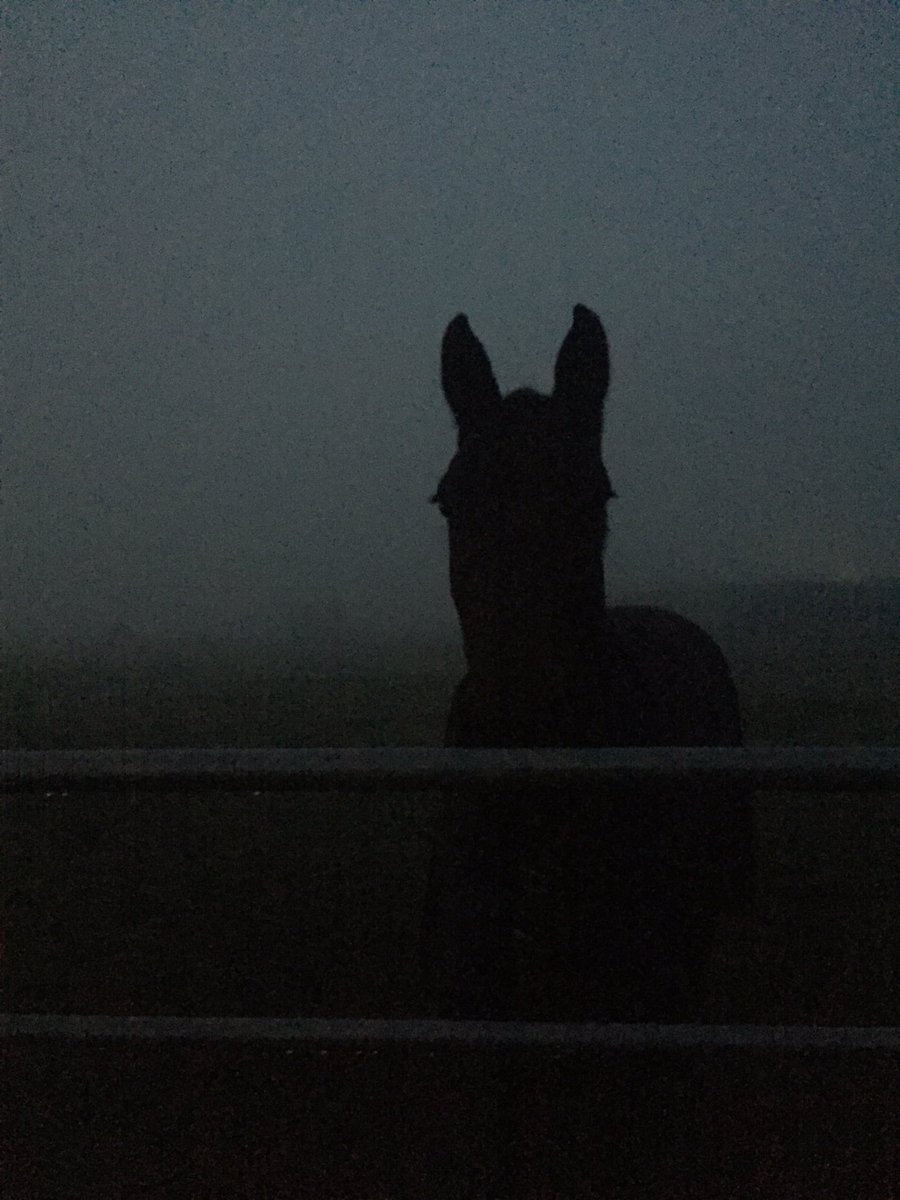 BJE_Equestrian's tweet photo. Love horses being out early! Prize for guessing which one of mine this is! #pointyears #thursdaytest https://t.co/fSTGevdfr0