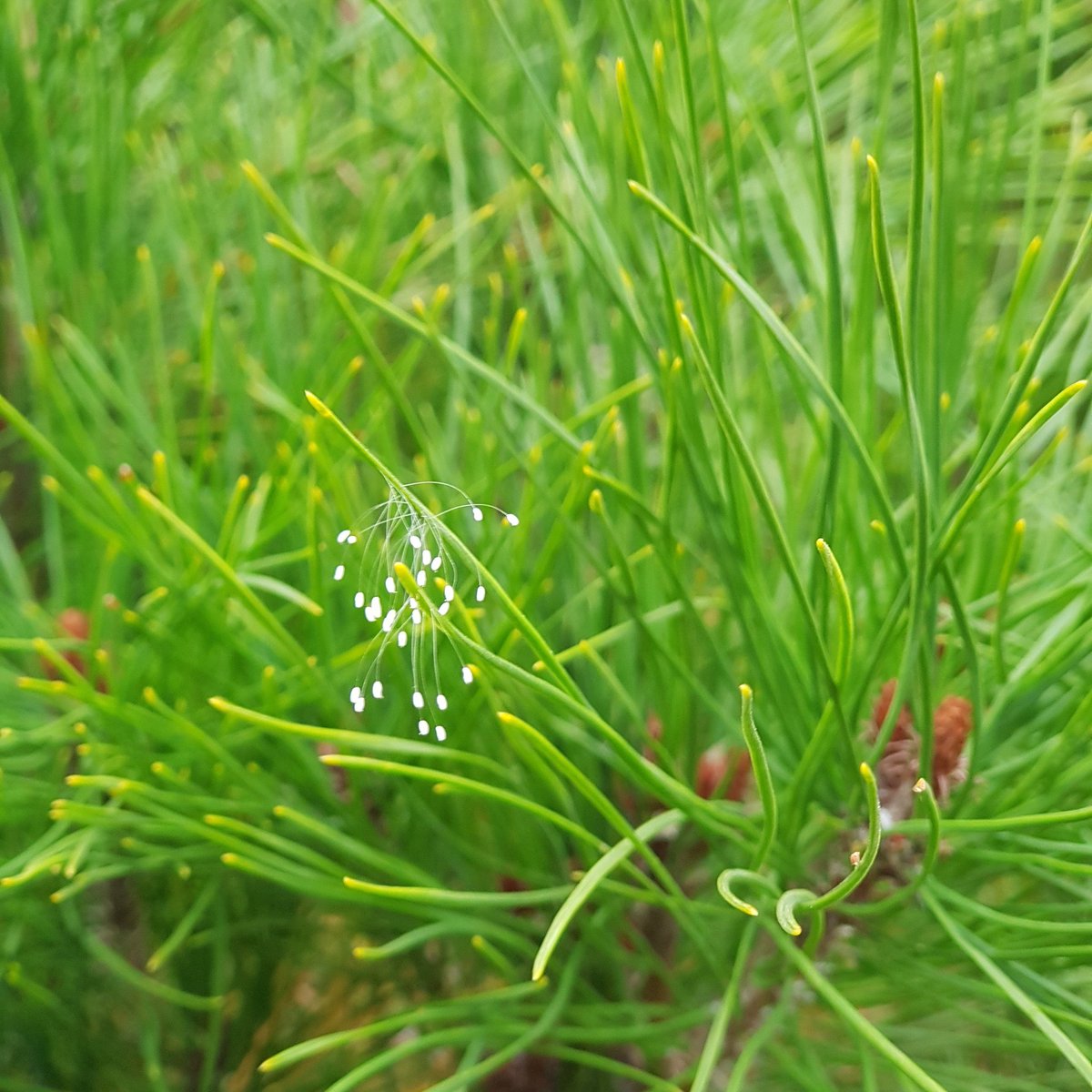 정체모를 이 꽃(?)은 우담바라? 아니면 풀잠자리알? 정체가 무엇이든 행운을 몰고와주길^^