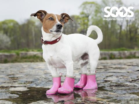 SoosPets's tweet photo. Top myths about grooming your dog. Enjoy! https://t.co/42PWBsmMnP https://t.co/Rm5mX9VU49