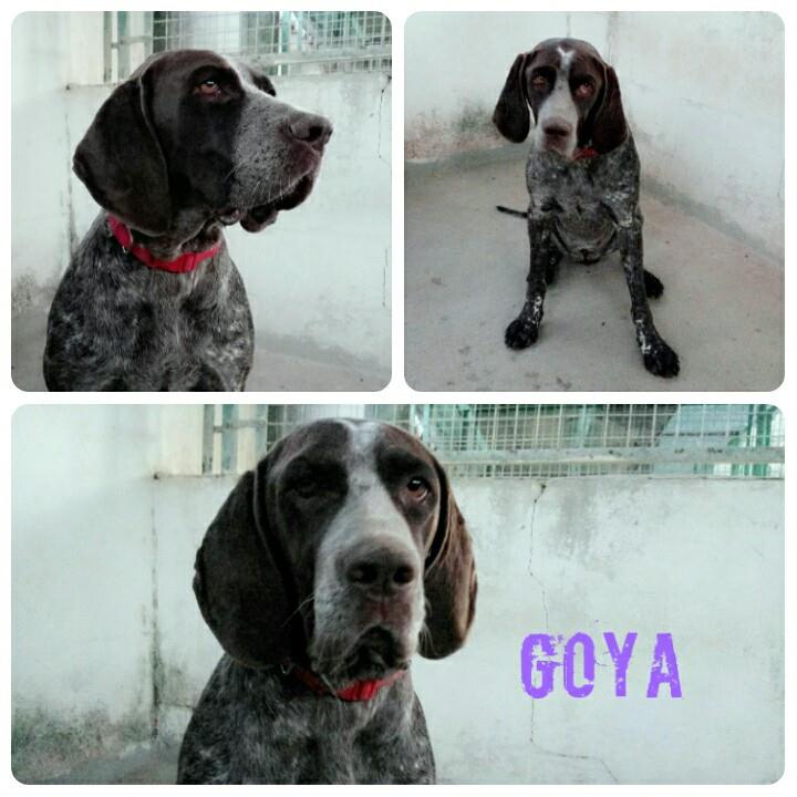 NUEVA VIDA ADOPCIONES tweet media