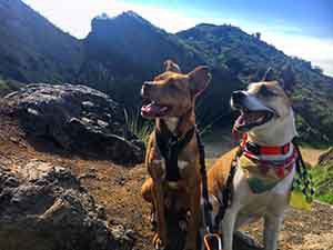PawsInMotionLA's tweet photo. Best Foods for the Active Dog https://t.co/JDUUPJ1sZK https://t.co/jTgwbDoeTN