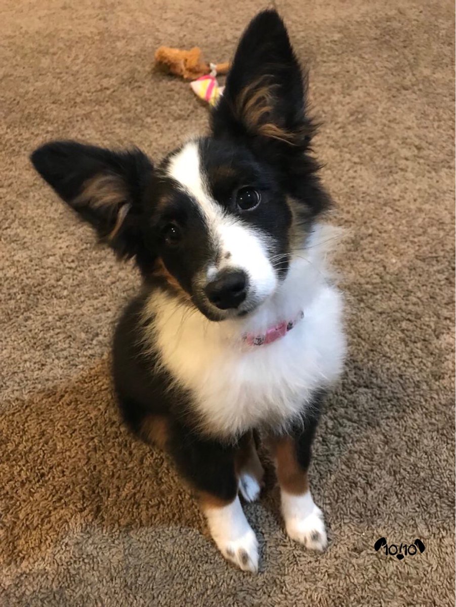 dog_rates's tweet photo. This is Pepper. Her ears have been activated. Ready to receive all info. Can deactivate for more aerodynamic zooms. 13/10 https://t.co/MvpnHUhn3U