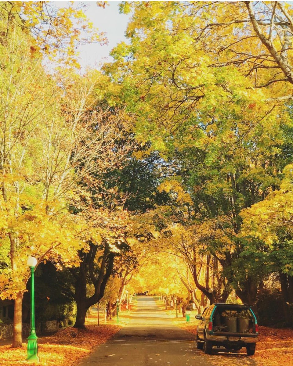 victoriavisitor's tweet photo. Welcome, #November! Let's hope these fall colours stick around awhile longer in Victoria 🍁☀️

📷: shalouyaya on Instagram
#ExploreVictoria https://t.co/vszUvtAXXz