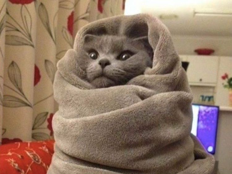 Résultat de recherche d'images pour "gato enrolado na coberta"