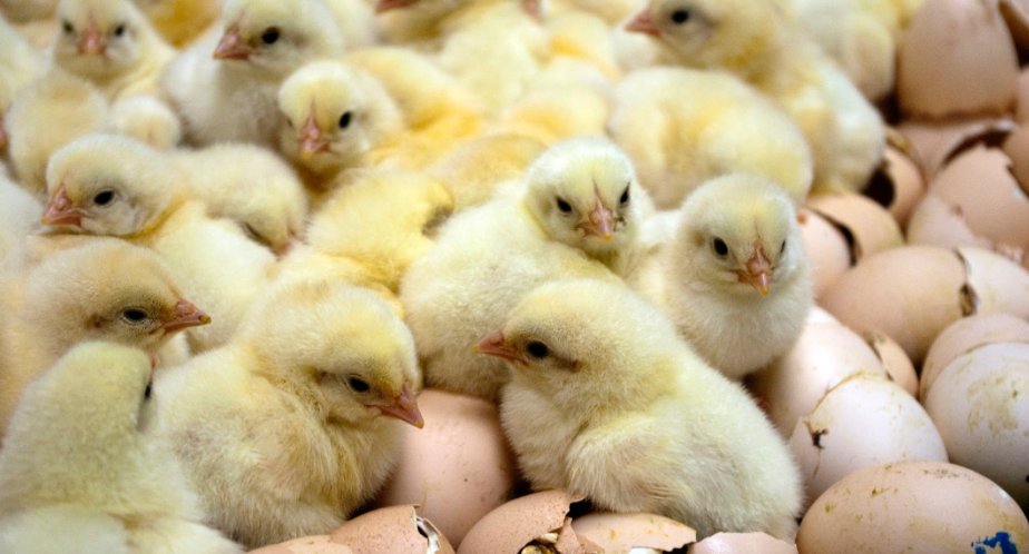 TheHumaneLeague's tweet photo. Male chicks are worthless to the egg industry and will be discarded of shortly after hatching. How does this make you feel? https://t.co/omBmhBpNmt