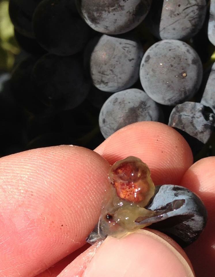 It’s not #Rioja, but <a href="/SixSigmaWine/">Six Sigma Ranch</a> is making great #Tempranillo in #LakeCounty