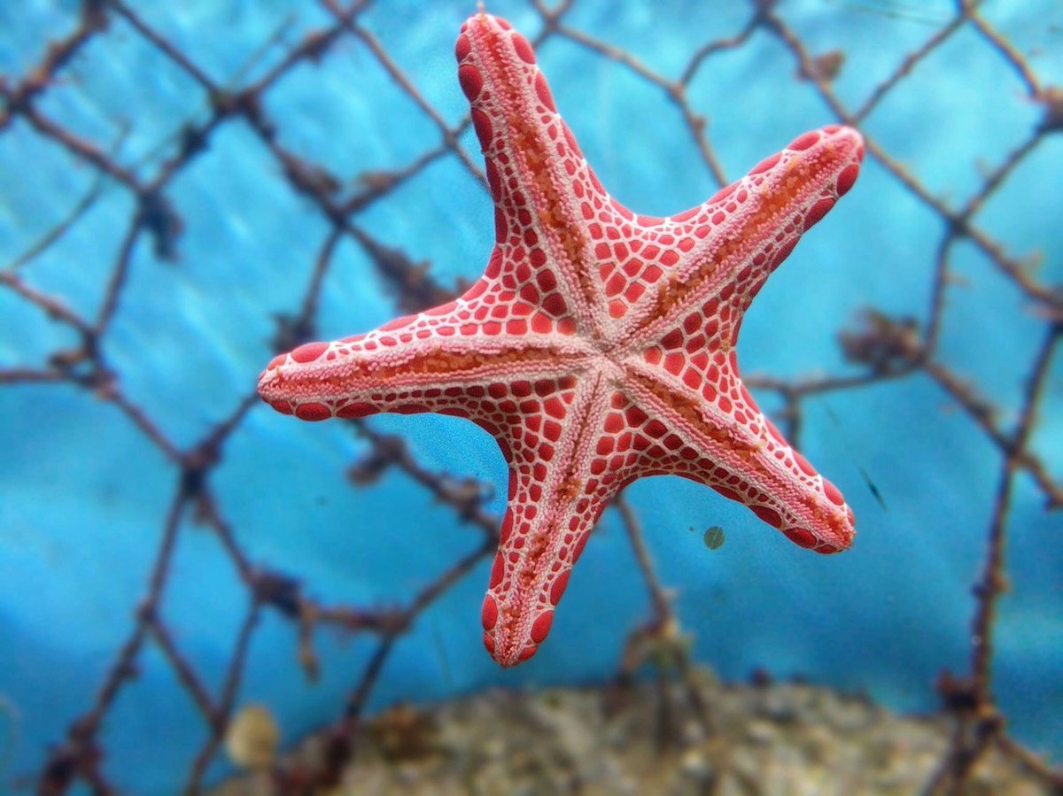 CanaryScuba's tweet photo. This little guy was spotted at 'Shark Dive Xtreme' in Sydney. 📷 by Derek Jouppi. #starfish #scuba #scubadive #aquarium #canaryscuba https://t.co/TQgUpry6WE