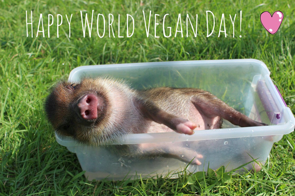 Happy #WorldVeganDay!! Thank you to all of you who are living a life free of cruelty and full of COMPASSION. What did you do to celebrate? 💚