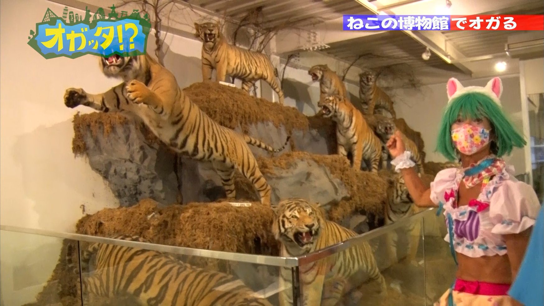 セーラちゃん まぼろし博覧会 No Twitter 世界のトラ です 剥製はバリトラを除き 絶滅種もすべてあります 国内唯一のものも多く 今後の入手も困難です 国宝級の貴重なものです 最大のシベリアトラは 体長2 4メートル 全長3 8メートルです バリトラ セーラちゃん まぼろし博覧会 No Twitter 世界のトラ です 剥製はバリトラを除き 絶滅種もすべてあります 国内唯一のものも多く 今後の入手も困難です 国宝級の貴重なものです 最大のシベリアトラは 体長2 4メートル 全長3 8メートルです バリトラ
