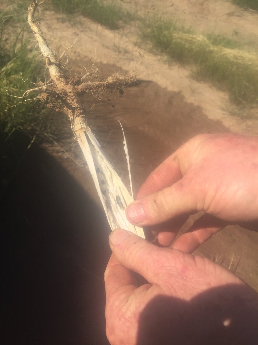 walshagro's tweet photo. Even with a relatively dry period during flowering untreated paddocks are showing up with Sclero-estimate 5% infection in this paddock at Rennie NSW https://t.co/QmRJwZoSwL