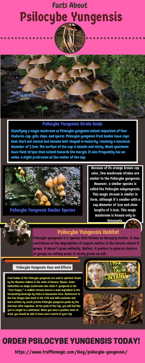 Cheriwalsh75's tweet photo. Psilocybe yungensis is a species of hallucinogenic mushroom from the Strophariaceae family. 

#PsilocybeYungensis
#shrooms
#Magicmushrooms https://t.co/o4b8tuiKzD