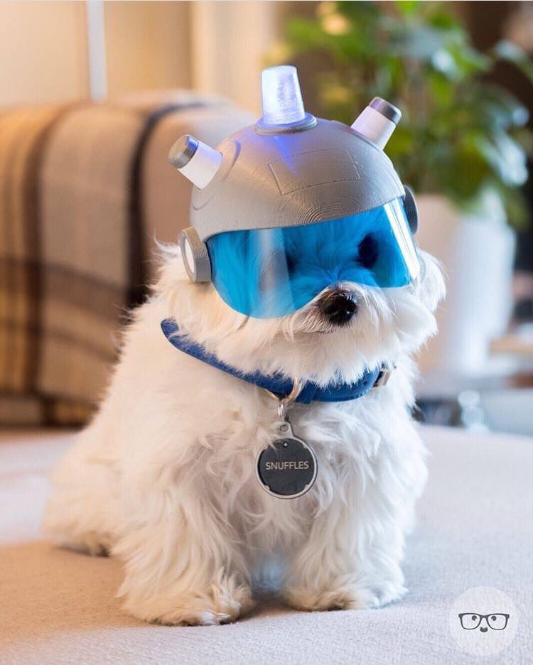 Russ13100's tweet photo. This is the single greatest Halloween pet costume of all time πππΌ#SnowballForPresident https://t.co/GW7DlIWgce