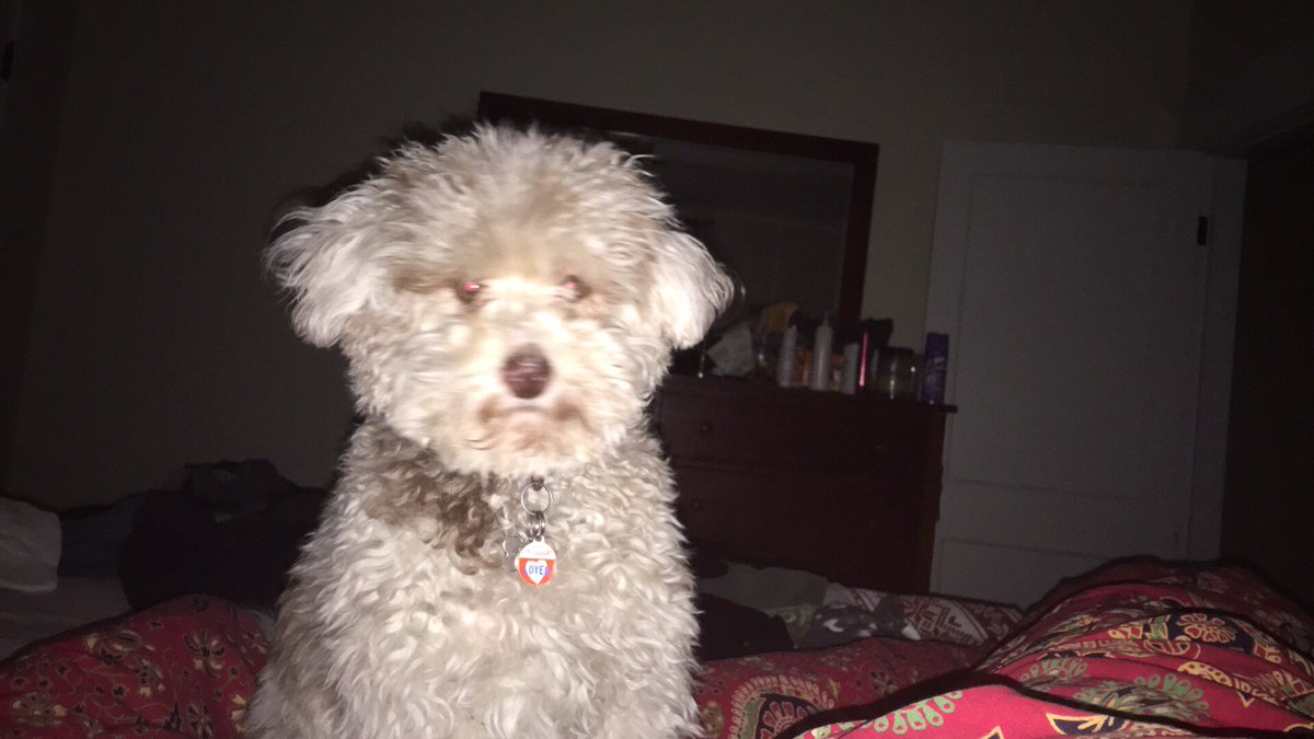 BeckyBakerBoyer's tweet photo. Snickerdoodle. #petsnamedafterfood https://t.co/wi0Z3pzBKS