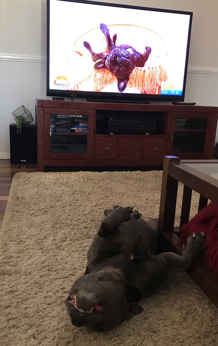 amandamatherHS's tweet photo. My dog Maverick loved the upside down dog story on TODAY #IWAKEUPWITHTODAY @TheTodayShow @karlstefanovic https://t.co/dt9FoIR2PG
