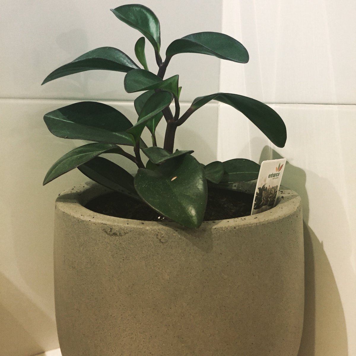 KylsG's tweet photo. @ian_oppermann ‘Two of us and a Pot Plant’. The fun of starting from the ground up... building a POC and telling the story is key. https://t.co/fznhyNVyoY