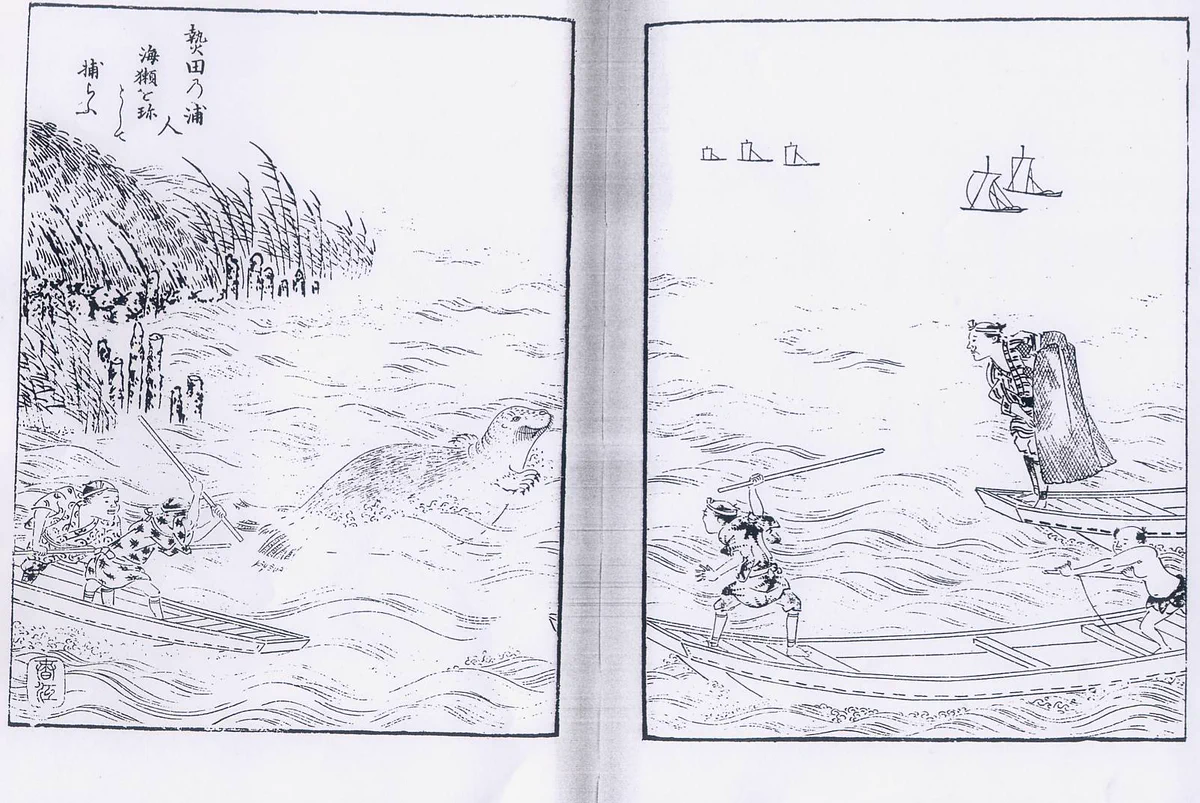 妖怪や幽霊の正体ってこういうこと？江戸時代の熱田に現れた化物が完全にアシカｗｗｗ