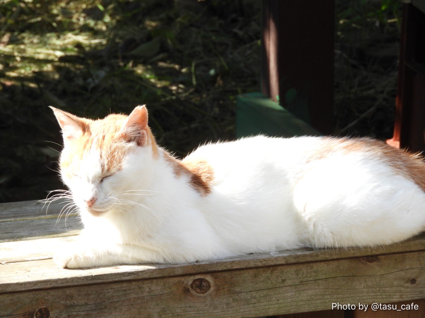 たすかふぇ ゆたか動物病院 님의 트위터 縁台に猫が日向ぼっこ パッと見は長閑だけど 外暮らししてる猫たちは過酷な暮らしなんだよ アリンコ作戦 では道路から奥まった敷地に誘導できたけど 志摩さんはまだ遠くまで出かけているようだし 交通事故のリスクはまだ