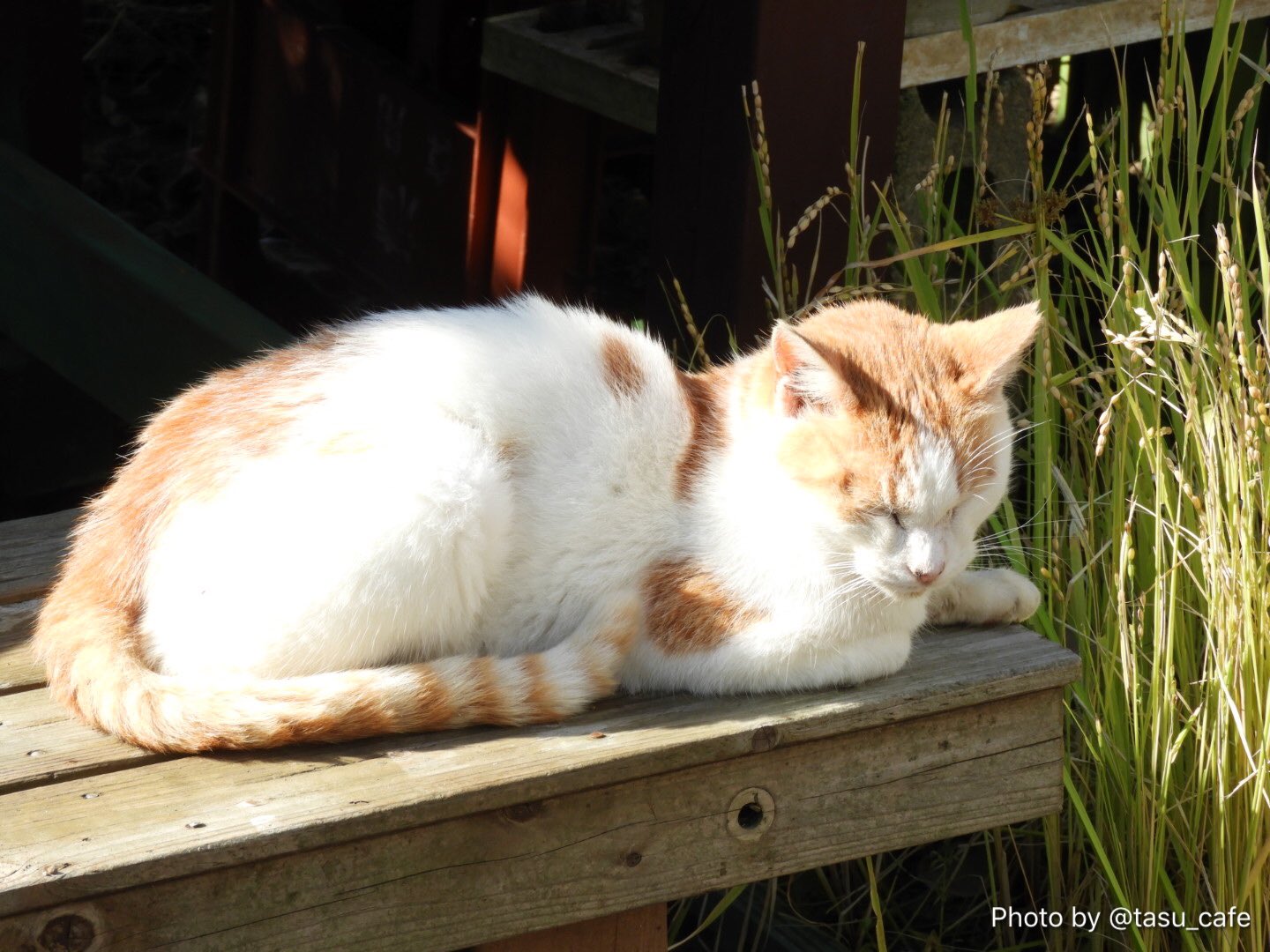 たすかふぇ ゆたか動物病院 님의 트위터 縁台に猫が日向ぼっこ パッと見は長閑だけど 外暮らししてる猫たちは過酷な暮らしなんだよ アリンコ作戦 では道路から奥まった敷地に誘導できたけど 志摩さんはまだ遠くまで出かけているようだし 交通事故のリスクはまだ たすかふぇ ゆたか動物病院 님의 트위터 縁台に猫が日向ぼっこ パッと見は長閑だけど 外暮らししてる猫たちは過酷な暮らしなんだよ アリンコ作戦 では道路から奥まった敷地に誘導できたけど 志摩さんはまだ遠くまで出かけているようだし 交通事故のリスクはまだ