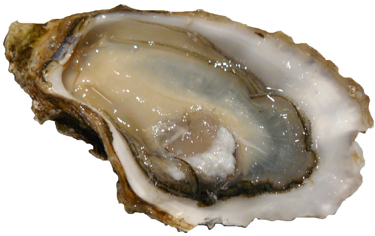badg_er's tweet photo. [God making oysters]
God: Armored vulva.
Tech: Like a clam?
God: Less sexy.
Tech: You've been weird since your last breakup..
God: . . . https://t.co/p5M3FOuXSQ