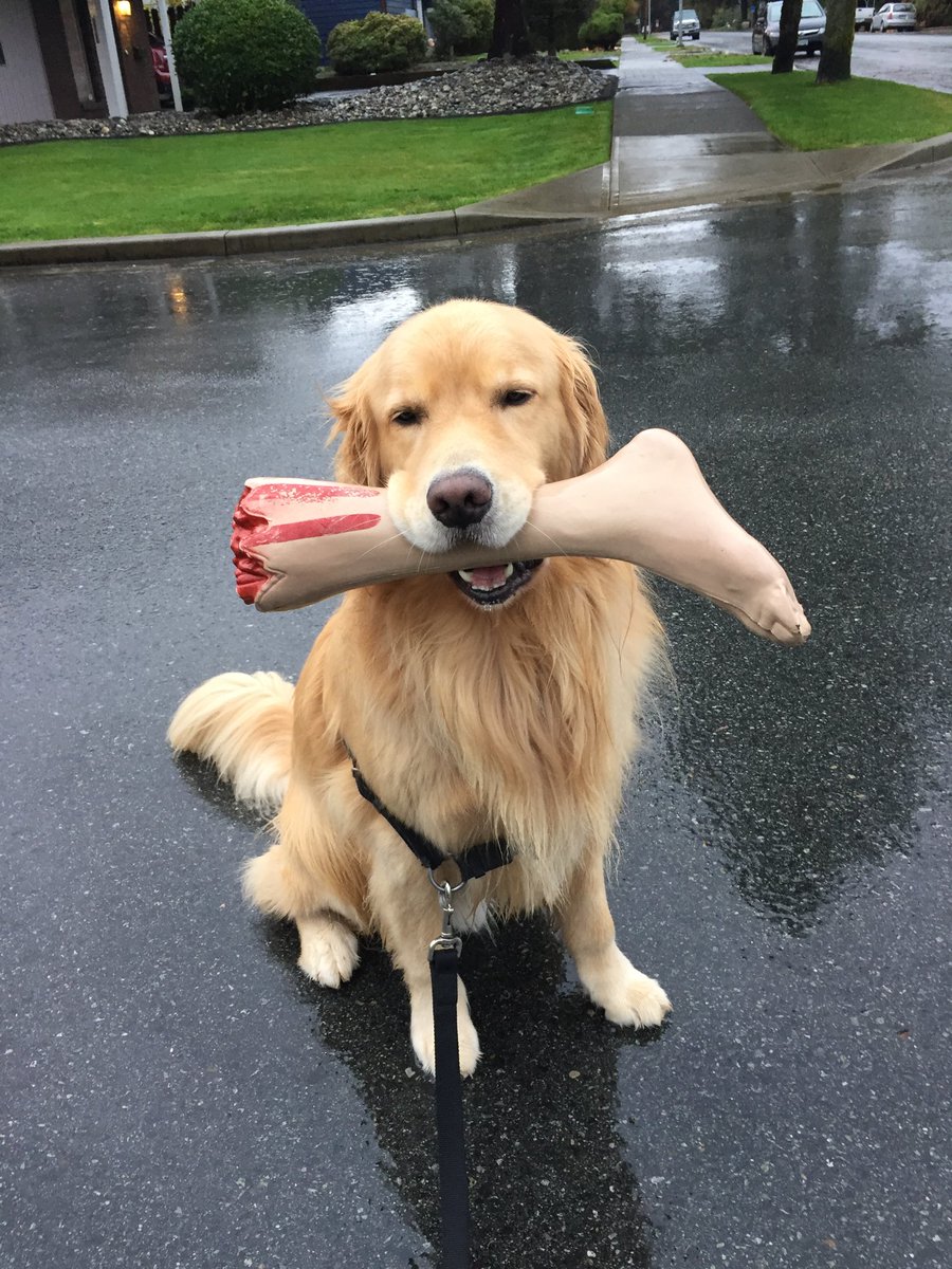 GarthPieper's tweet photo. Cooper doing a little zombie cleanup post Halloween. #goldenretriever https://t.co/zfBQ9L2bM0
