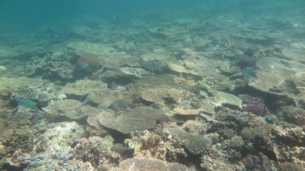 MargauxHein's tweet photo. #Reefs in the Southern #GBR as beautiful &amp; complex as they get! A little #oceanoptimism. Some #hope before 2017's coral spawning. @CoralCoE https://t.co/y5m45aXX2t