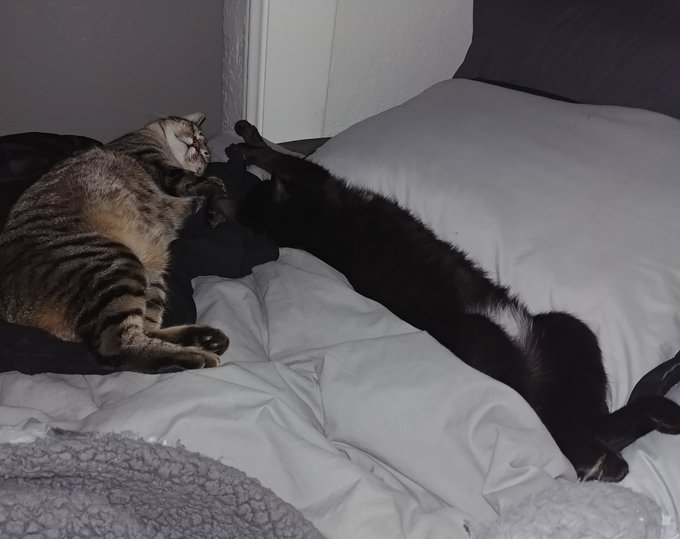 These aren't even cats they're just shapes https://t.co/TPbdukfalr