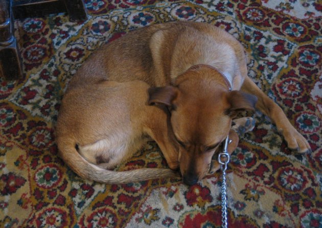 Dog friendly pubs in Hertfordshire: 14 of the best bit.ly/2gS9wUF 🐶🍺