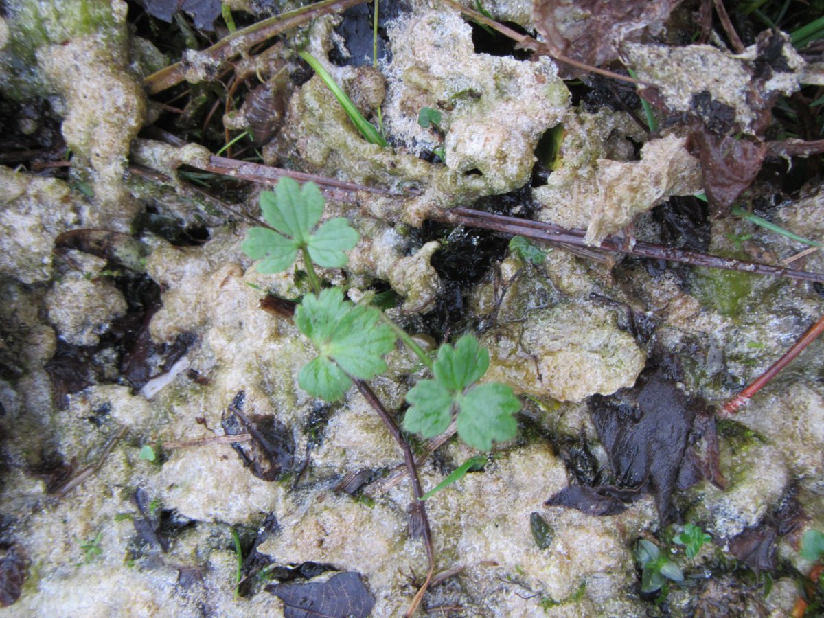 emma_wiik's tweet photo. Help! Any #freshwater enthusiasts in e.g. #CEHScienceNews able to ID these small jellylike blobs windblown en masse late Oct in N.UK #malham https://t.co/XaCa5dFBbH