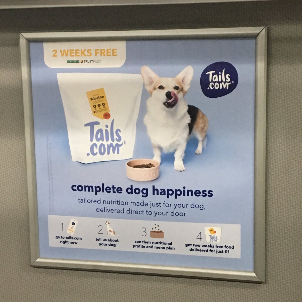 When you spot your favourite fur-bro in an advert on the train <a href="/winnythecorgi/">Winston</a> for <a href="/tailsdogfood/">Tails.com</a> 🙌🏼🙌🏼🙌🏼