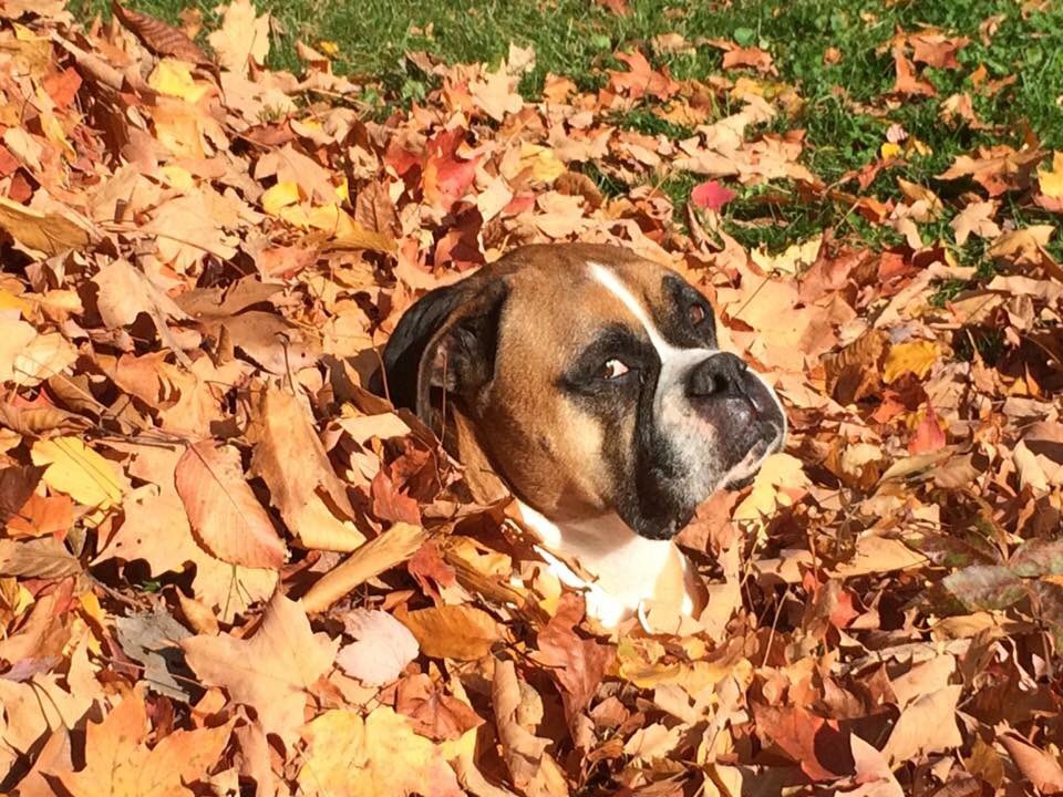 inntothenight's tweet photo. Sparta and her beauty #Boxers #boxerlove #boxerdogs https://t.co/8nJBJR119k