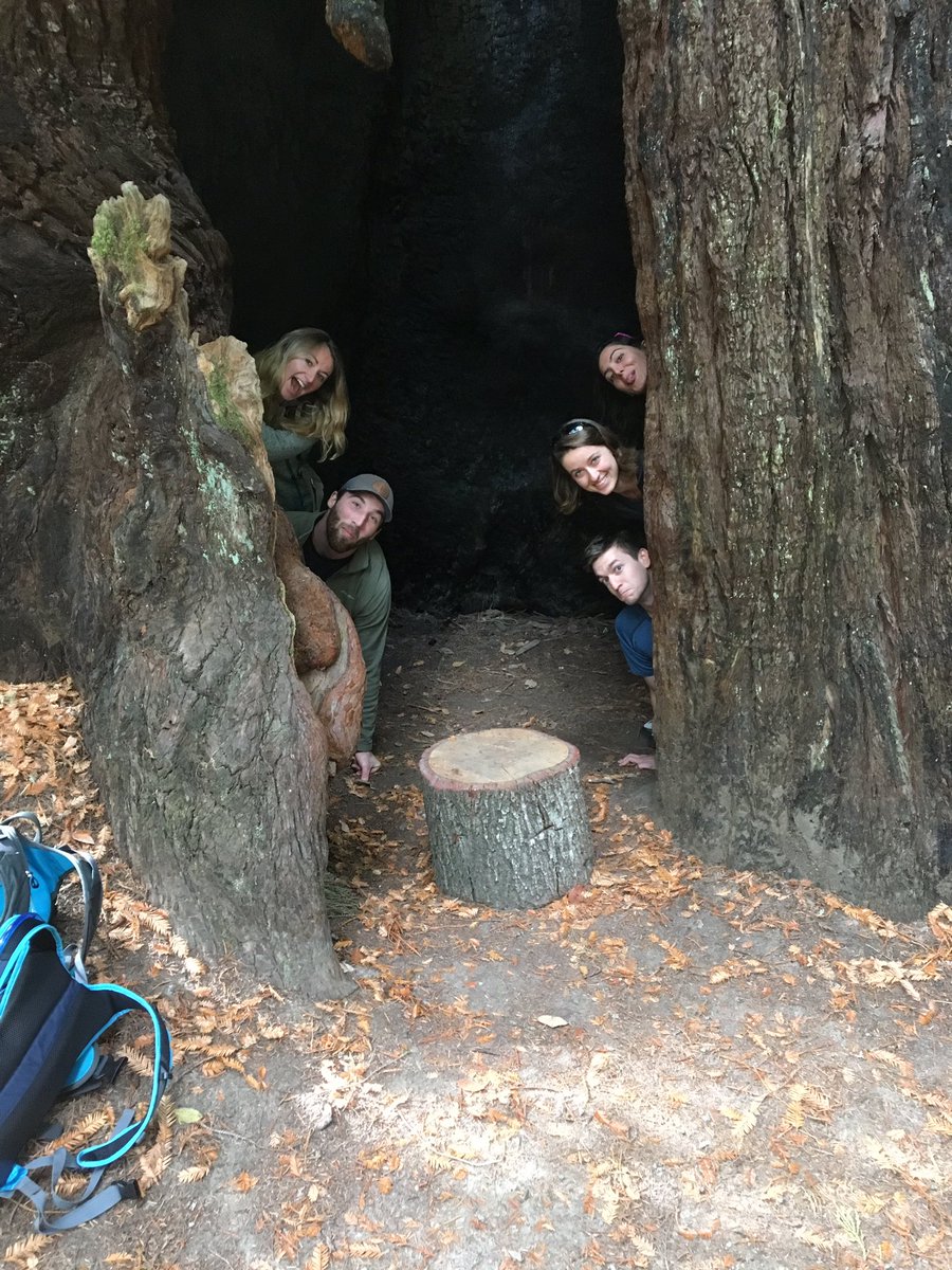 Mona_OnA_Trip's tweet image. Day 12.a:Hungover Big Basin hike."My boogers were glittery for a month"//"We need to plan weekends for the rest of the year" #glittertrigger