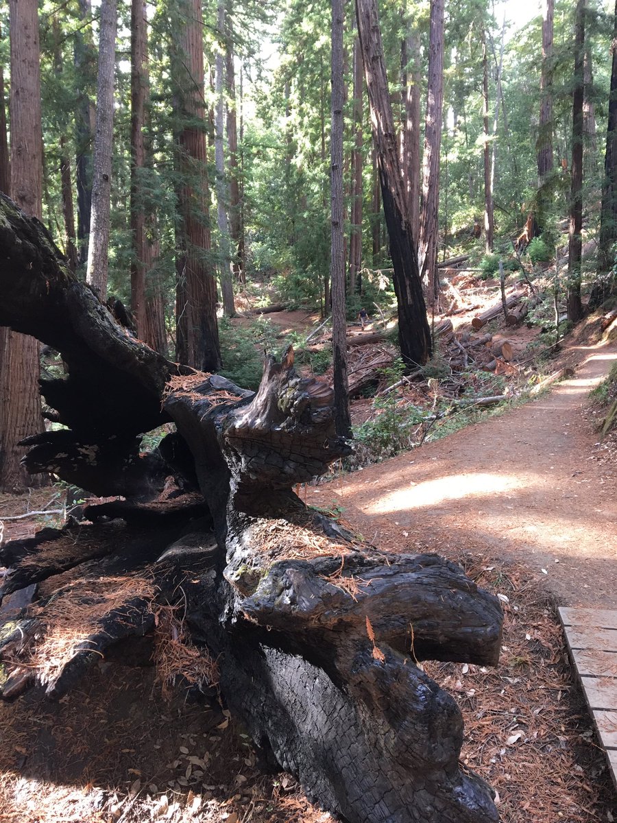 Mona_OnA_Trip's tweet image. Day 12.a:Hungover Big Basin hike."My boogers were glittery for a month"//"We need to plan weekends for the rest of the year" #glittertrigger