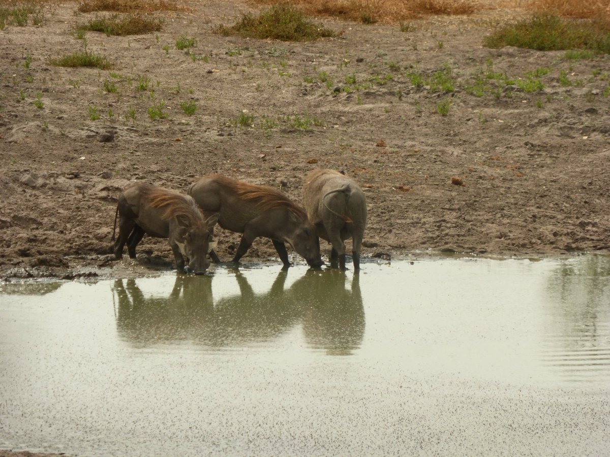 Here are some warthogs bathing in the mud. You're welcome.

#safarisofcharacter #naturalselectiontravel #naturalselectionsafaris