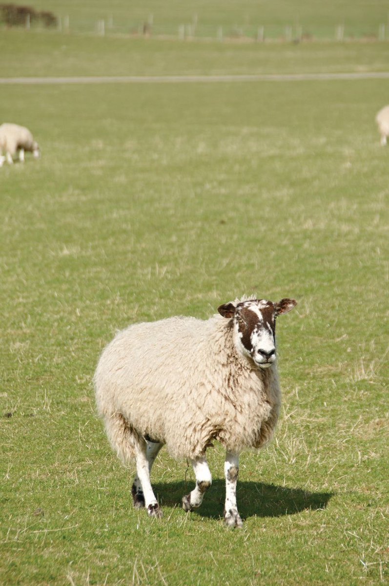 lamlacvolac's tweet photo. Post #tupping #TopTip4 - 2 to 3 months after mating, #ewes can be allowed to lose 1/2 body condition score around 4.5kg for a 70kg #ewe... https://t.co/9XcVd09fTU
