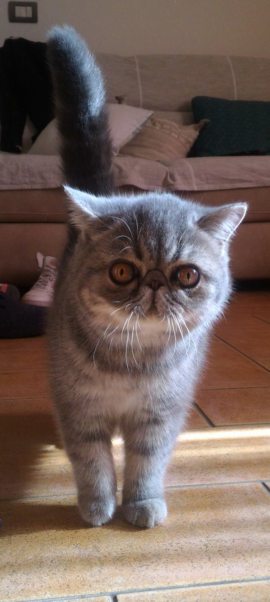 gabseverini's tweet photo. Vi presento #Gaspare #gatto #esotico #superbo #unico #matto #giocherellone https://t.co/JSWanlcESW