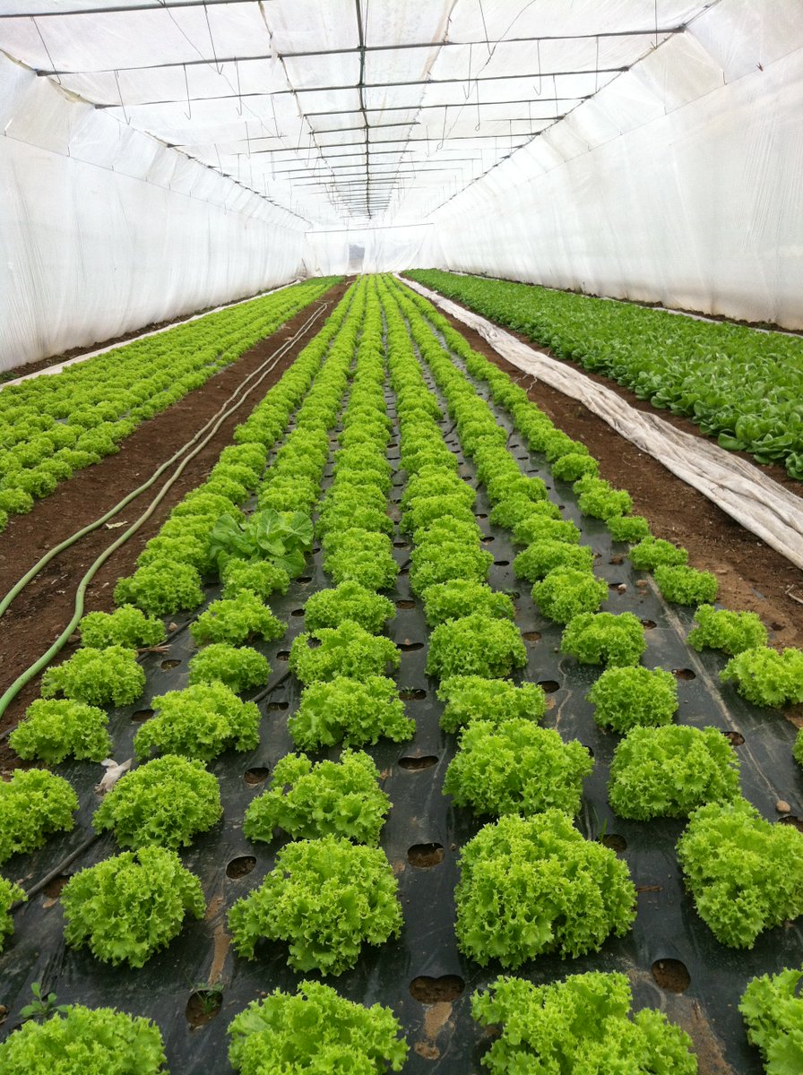 Dëshironi që në tryezën tuaj të keni produkte të freskëta nga vendi juaj?
Dëshironi që ushqimet e juaja ti pregadisni duke përdorur produkte të freskëta? 
Kete te shtune ne qender te Pejes do ti gjeni produktet e fresketa nga Dukagjini.