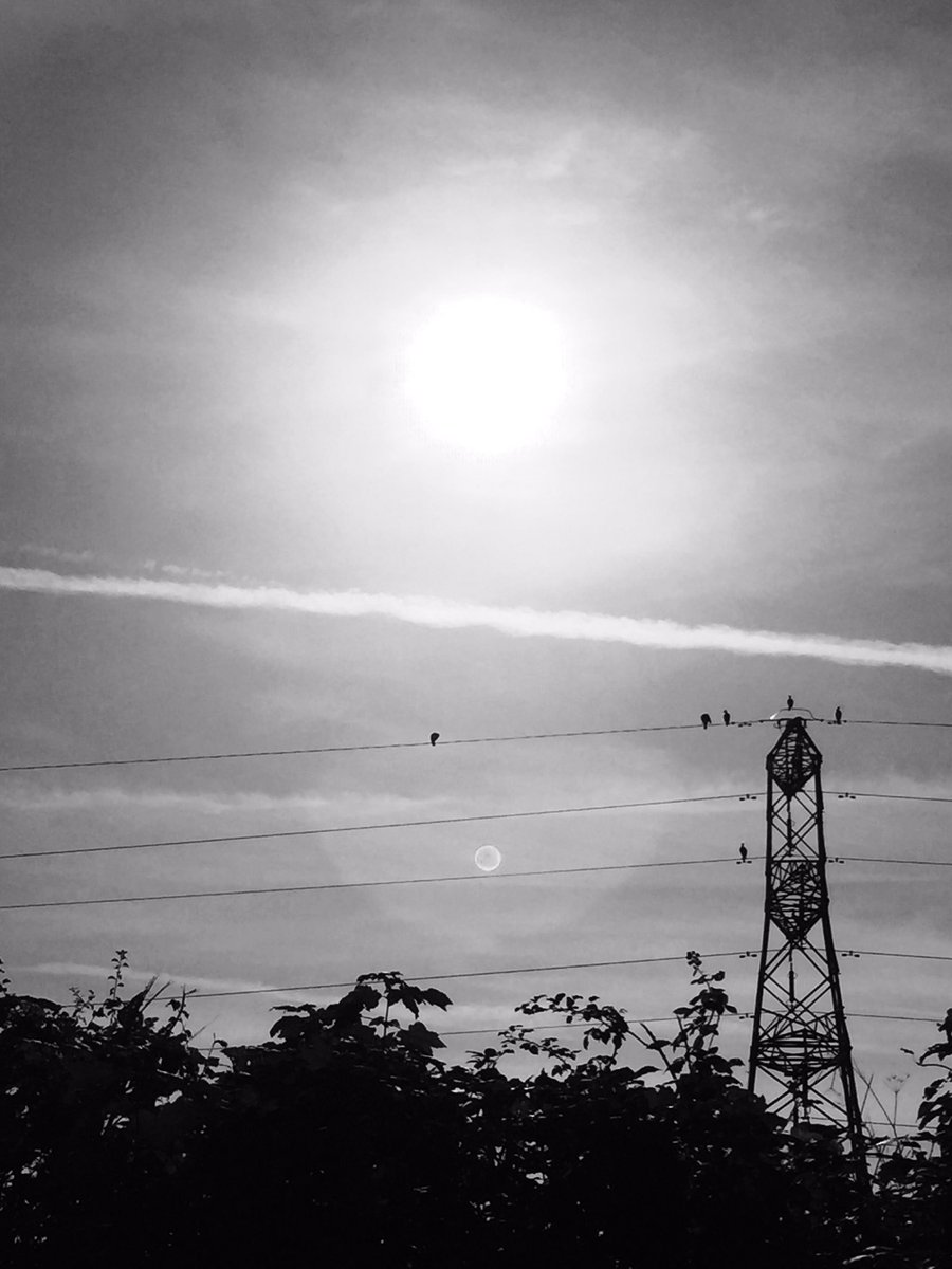 What's the name for a group of herons?? #chilling #exeter #devon #wildlife