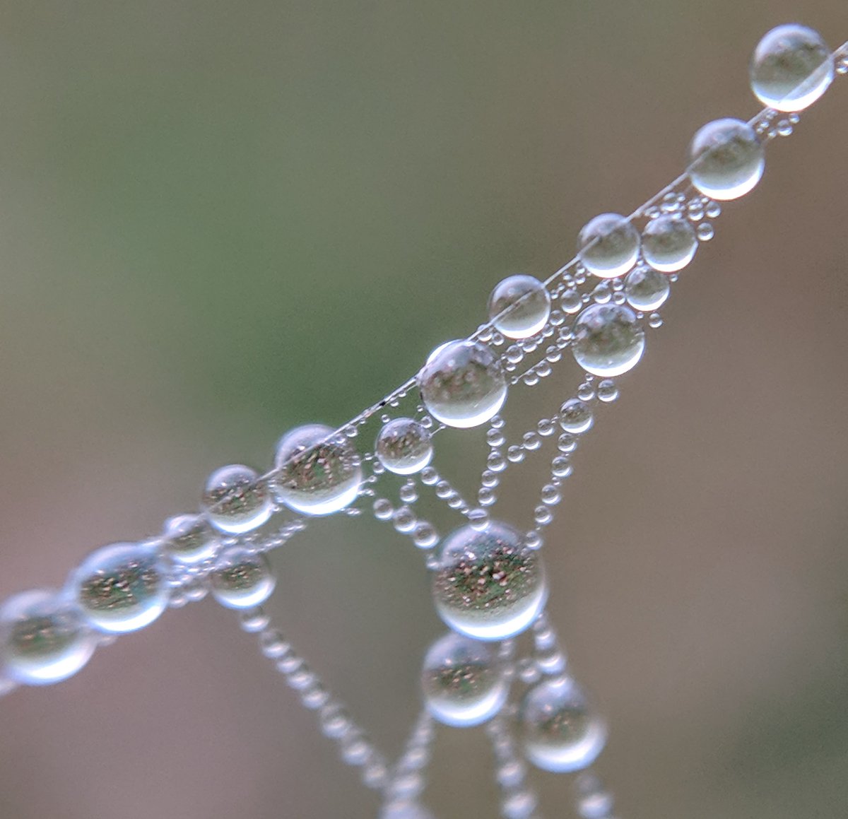 DrLouiseCHughes's tweet photo. Cobwebs caught in the mist this morning. #smartphonemicroscope #smartphonephotography #spiders https://t.co/kG3hsuPBDX