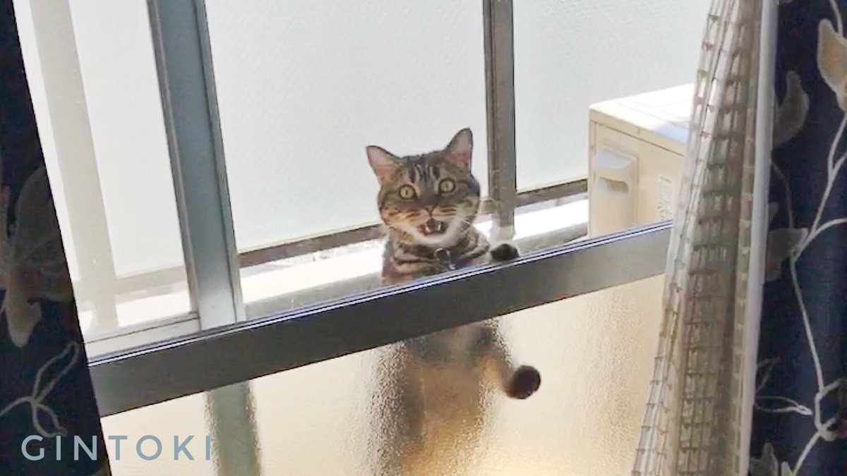 Beluga99's tweet photo. 今日の銀ちゃん❤️
😅あれ、ベランダにいたの？
🙀早く入れてくれニャー💢
#猫 #ねこ #ネコ #cat https://t.co/suDudAwKEV