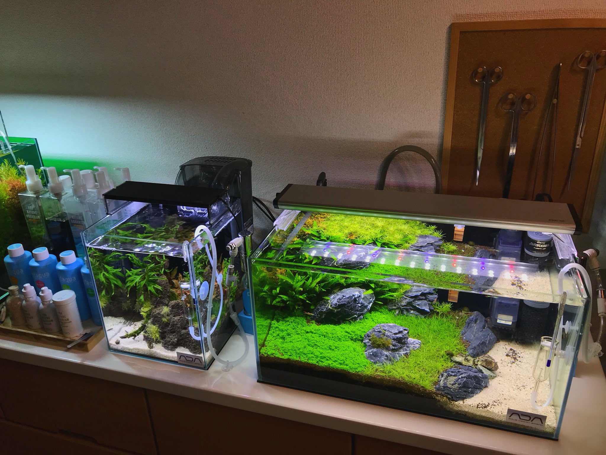 Sachi 45cm水槽のショートヘアーグラスの色が緑色と黄緑色になっている場所があるのにお気づきでしょうか ミスト式していた時期 コケが龍王石に広がり藍藻だと間違えて 応急措置でオキシドールを龍王石にかけてしまったためにバクテリア ソイル