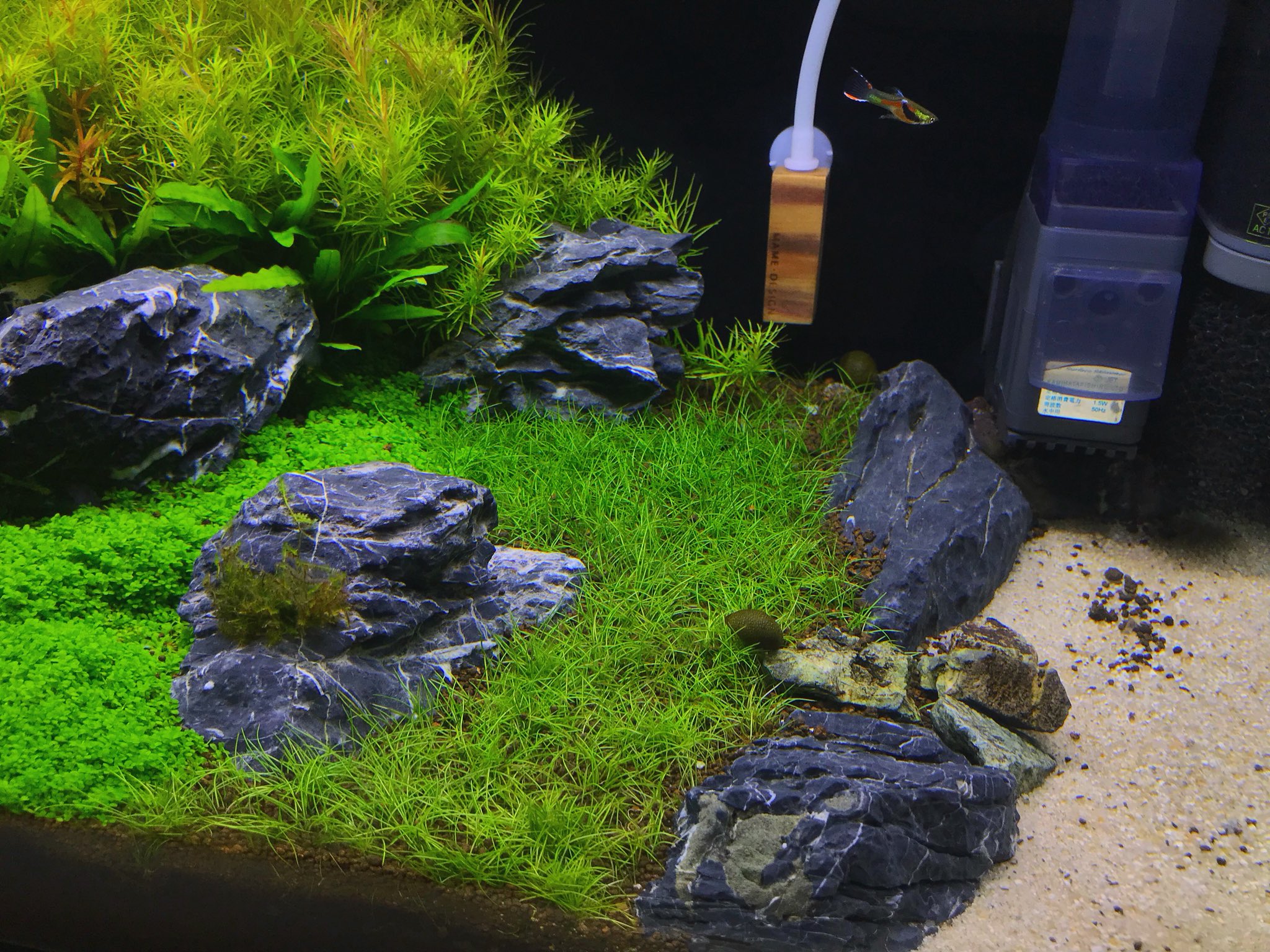 Sachi 45cm水槽のショートヘアーグラスの色が緑色と黄緑色になっている場所があるのにお気づきでしょうか ミスト式していた時期 コケが龍王石に広がり藍藻だと間違えて 応急措置でオキシドールを龍王石にかけてしまったためにバクテリア ソイル