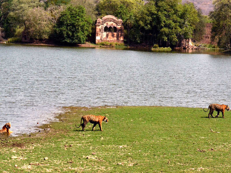 ExploreOuting's tweet image. Situated near the #Aravalli &amp;amp; the #Vindhya ranges, #Ranthambhore become India’s conservation success stories.
ow.ly/fEZf30eBZbL