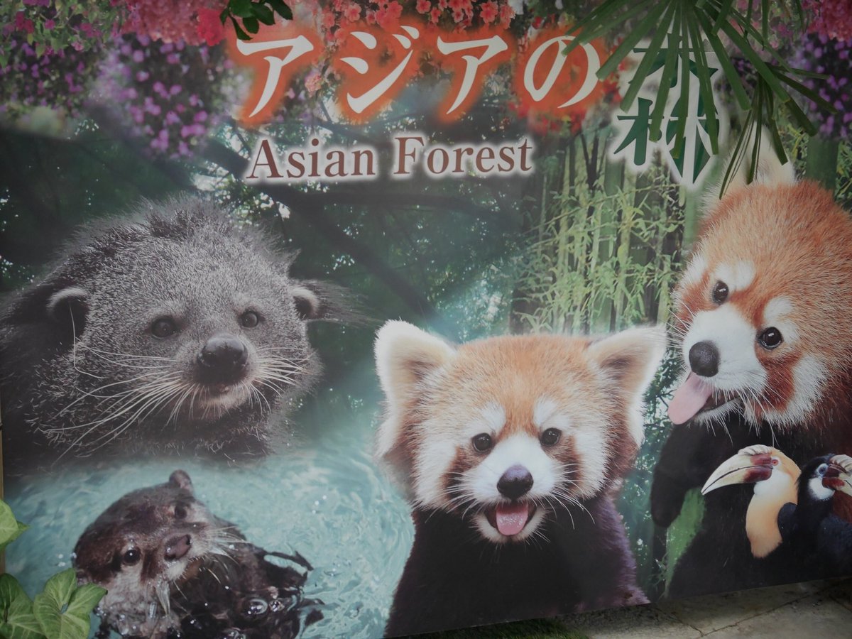 maco_camera25's tweet photo. コツメカワウソ💗

#神戸 #神戸どうぶつ王国
#兵庫県 #神戸花鳥園 #動物
#コツメカワウソ #カワウソ
#DMCGF7 #カメラ #写真
#ファインダー越しのわたしの世界
#カメラ好きな人と繋がりたい
#写真好きな人と繋がりたい
#動物好きな人と繋がりたい https://t.co/drkfeVrxpU