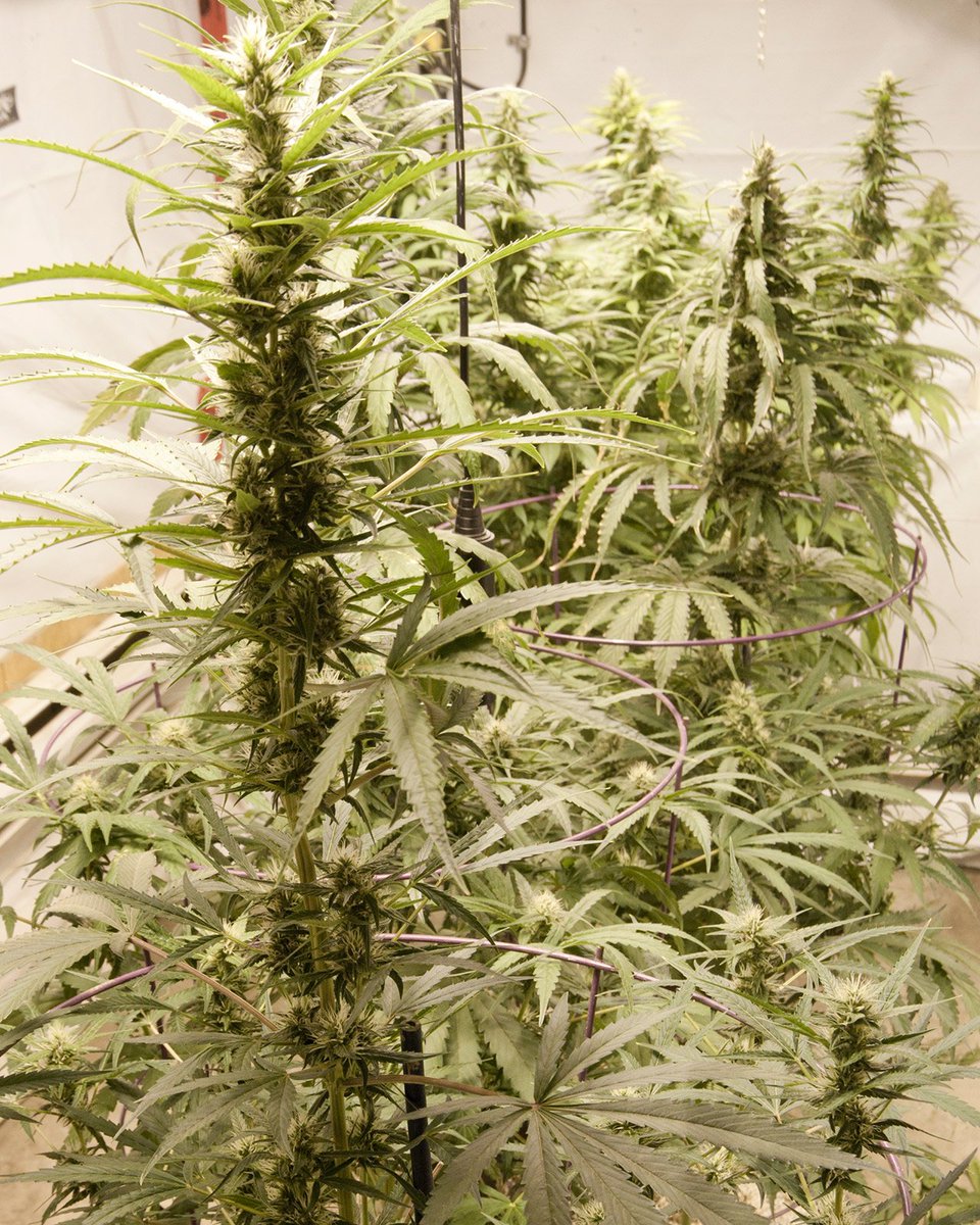 HIGH_TIMES_Mag's tweet image. The world would be a more peaceful place if everyone was allowed to grow their own. 🌍

Strain: Lambs Breath