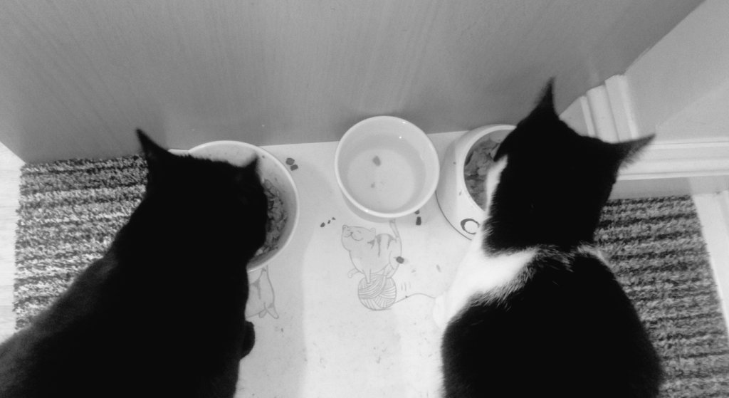 10ktheREALway's tweet photo. Yesterday I passed 10k...

Feeding the kitties! #10000steps #CatsOfTwitter #ToBeACat  #fitbit 

10k the REAL way https://t.co/PqXCQdg44v