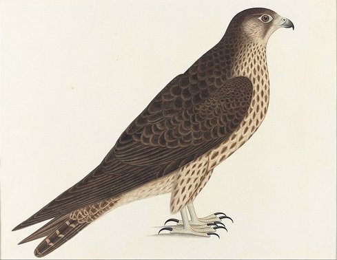 ludovic_pouille's tweet photo. 9 days to go⏳
The 'Falcon' dating to 1800 @LouvreAbuDhabi : A nod to #UAE's emblem as #FlagDay🇦🇪 is celebrated today.
#OneDayAMasterpiece https://t.co/MifnzuF8aV